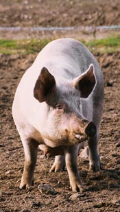 pig.jpg